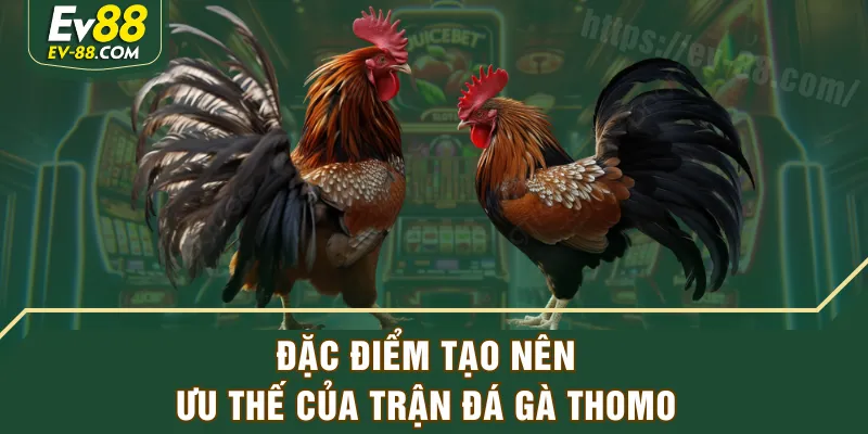Đặc điểm tạo nên ưu thế của trận đá gà Thomo