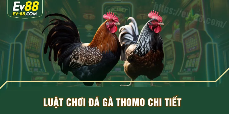 Luật chơi đá gà Thomo chi tiết